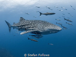 The Expanse
Whale Shark - Rhincodon typus
Sail Rock, Th... by Stefan Follows 